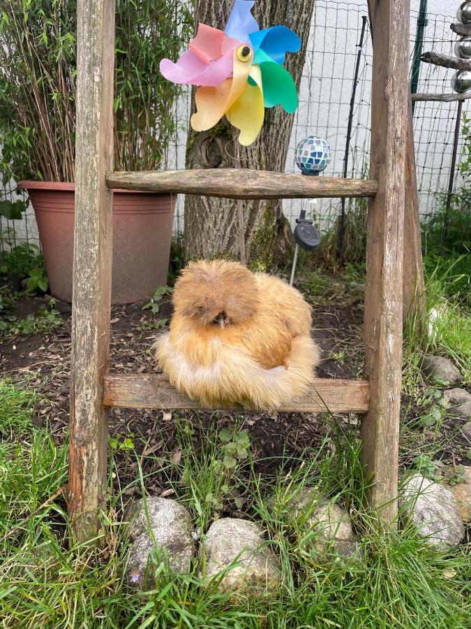 Ferienwohnung Seidenhuhn Киферсфельден Экстерьер фото