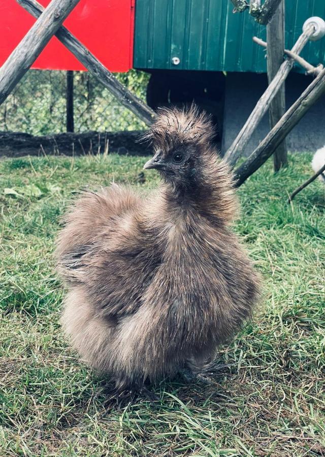Ferienwohnung Seidenhuhn Киферсфельден Экстерьер фото